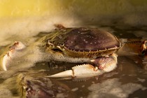 A crab on a sandy beach surrounded by sea foam