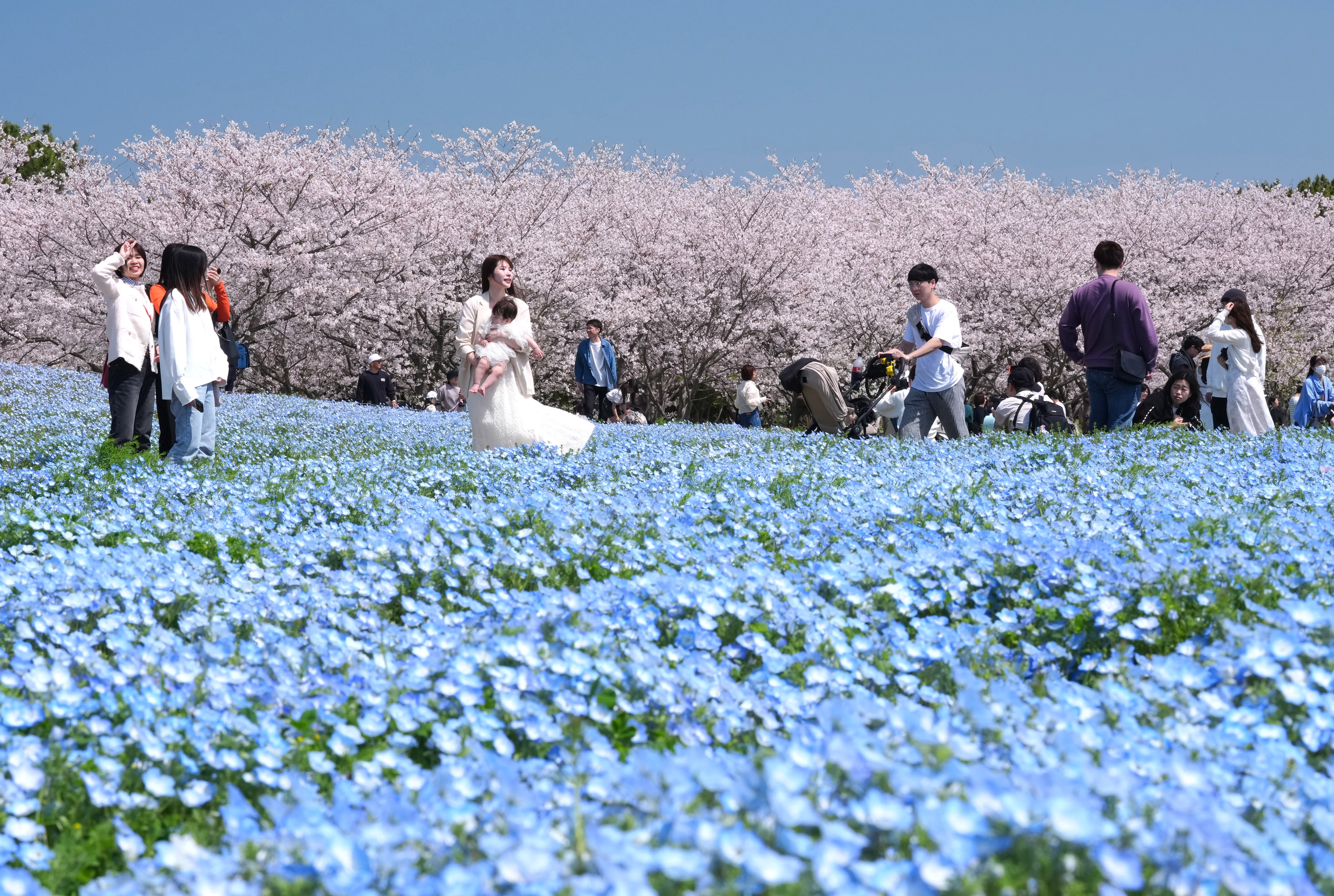 People enjoy cherry-blossom viewing in a park beside a field of blooming blue flowers.