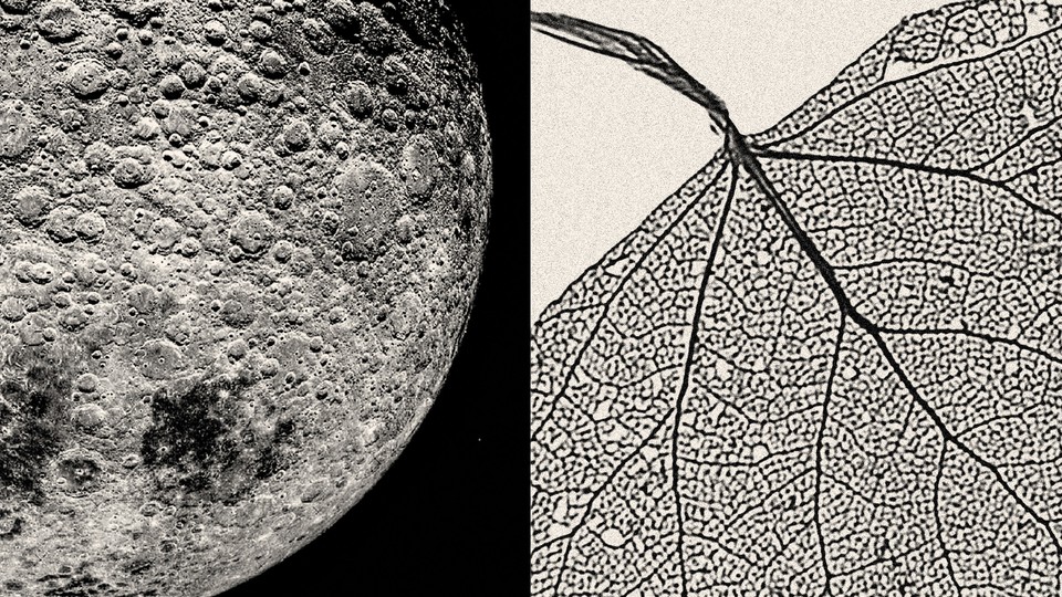 Photo-illustration of black-and-white closeup image of moon with craters next to black-and-white image of a leaf's veins.