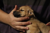 A man's arms holding a puppy