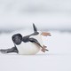 A penguin tips slightly as it toboggans on its belly on snow.