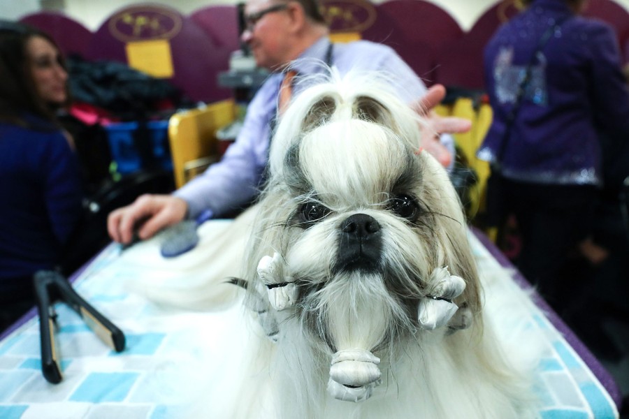 who won the dog show 2019