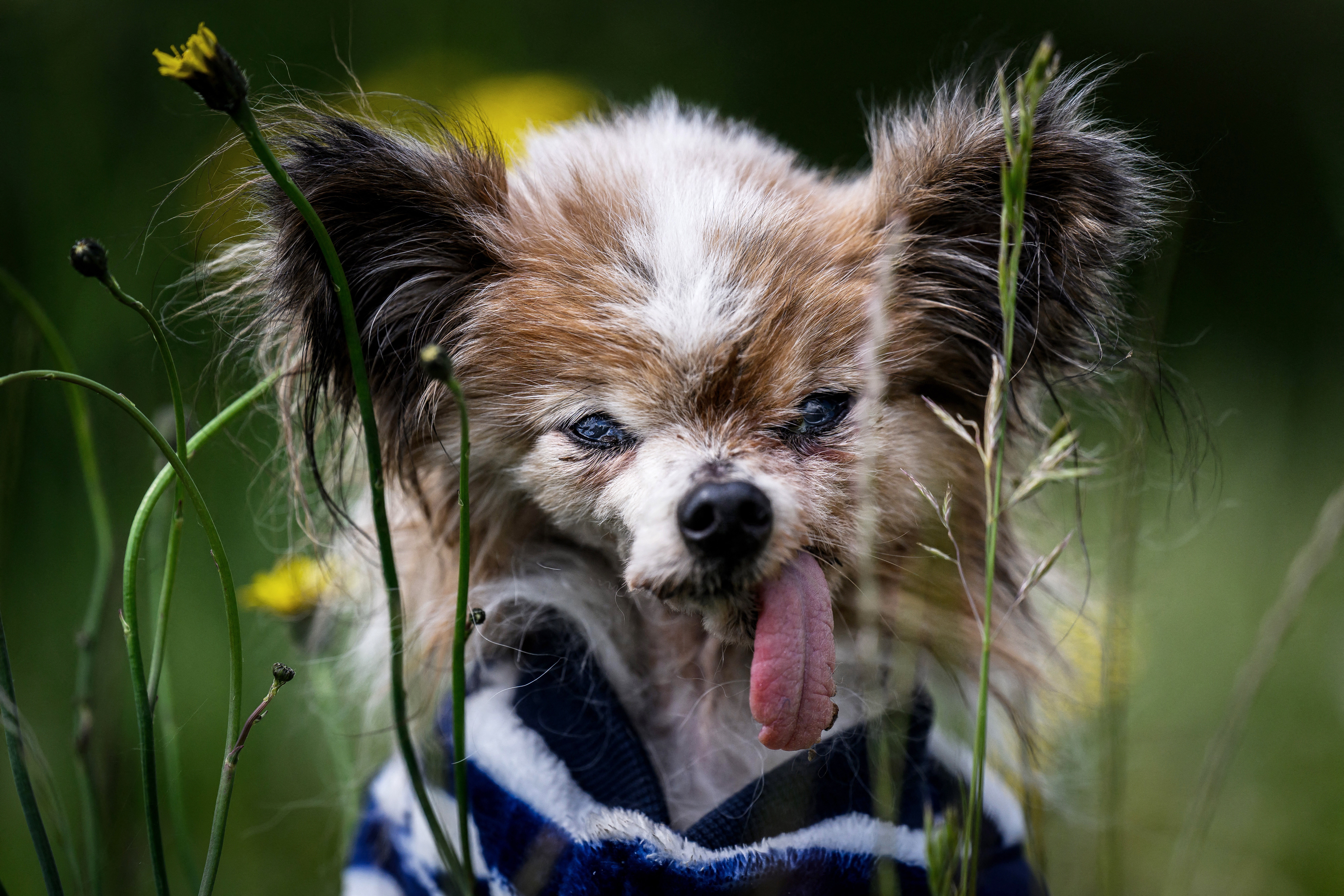 A very old dog with its tongue hanging out, photographed among flowers