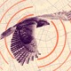 a hawk flies over a map