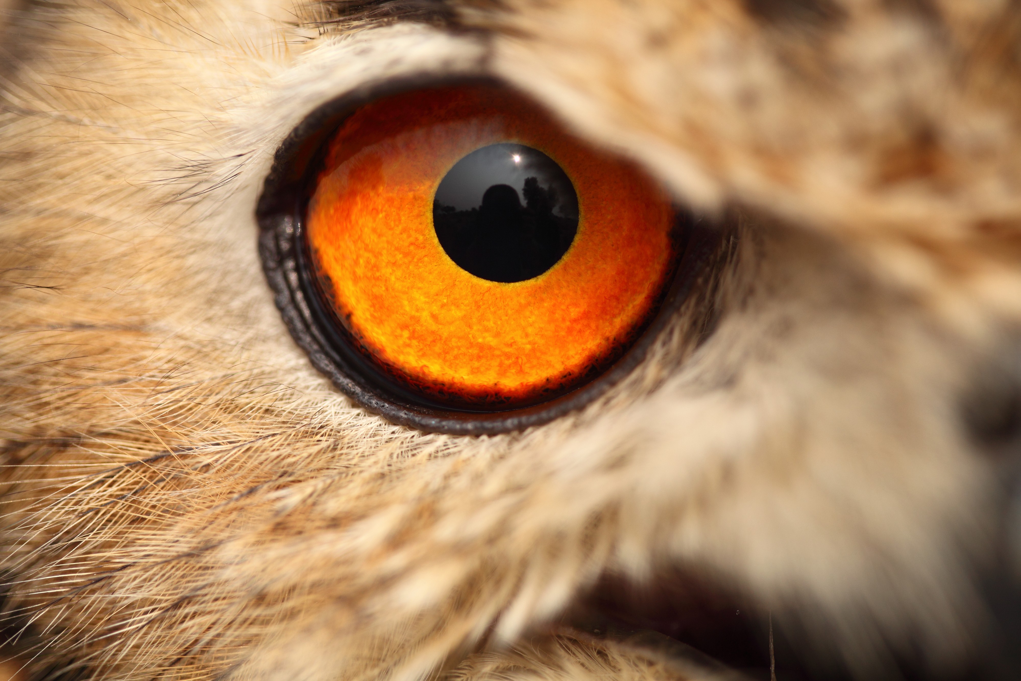A close view of the eye of an eagle owl