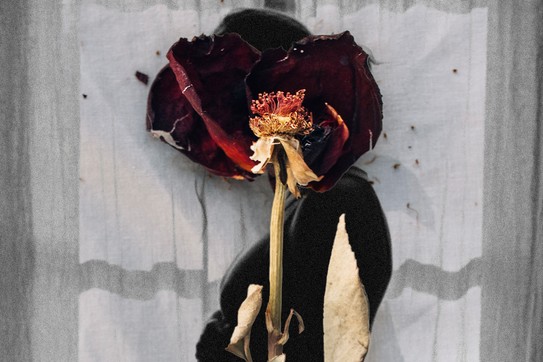 A wilted rose laid over an image of a pregnant woman.