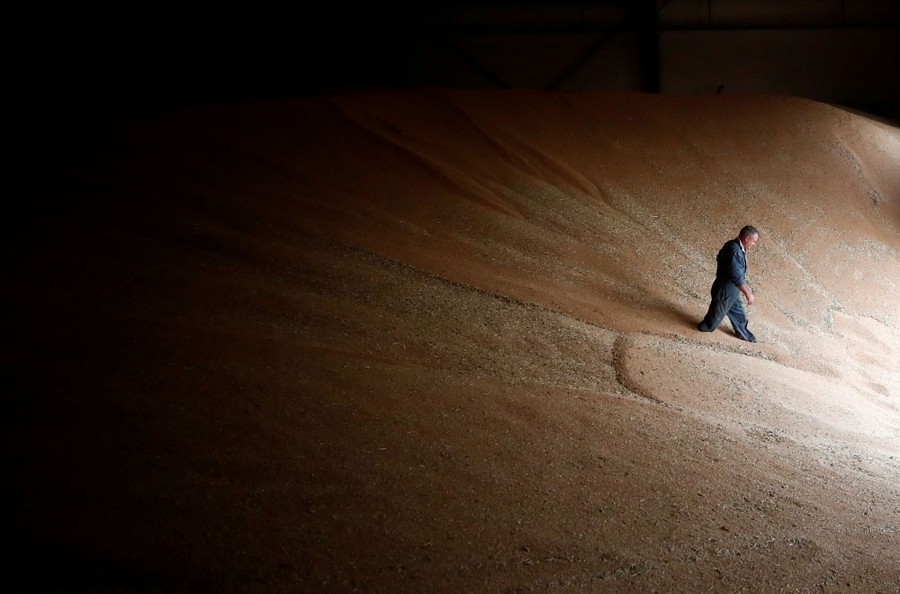 A farmer walks on top of a huge pile of harvested wheat.