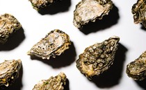 Oyster shells