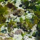 It's lichen on the beach, weird but beautiful.