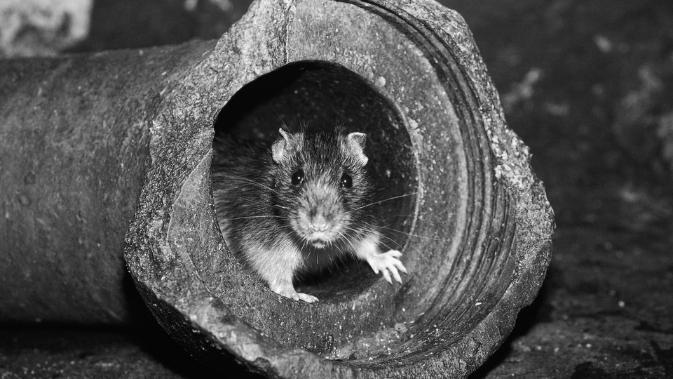 A rat hides inside a broken pipe.