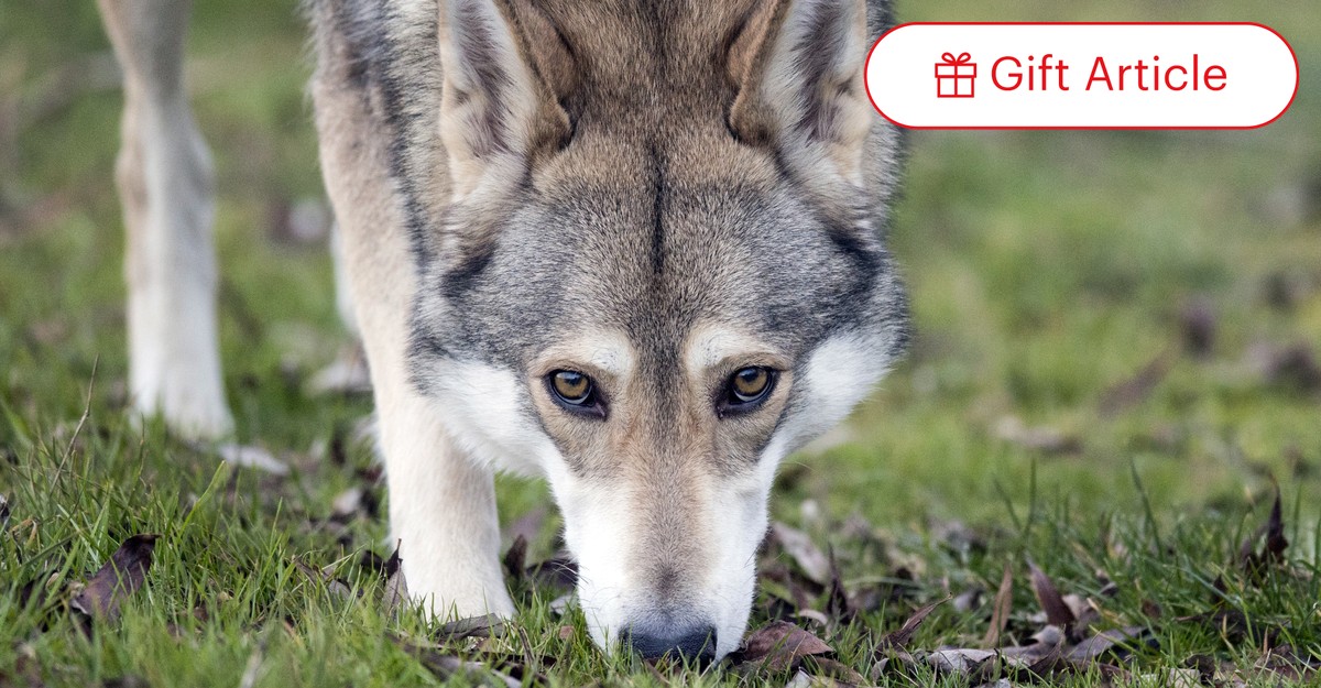 Wolf outlet dog craigslist