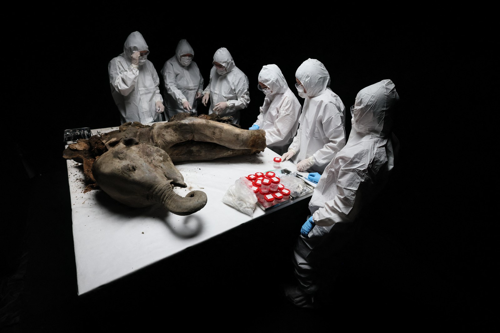 Six people wearing full-body protective gear stand around a large table, examining the carcass of a very old infant mammoth.