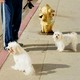 A man hurriedly walks away from another man, who is standing near a fire hydrant with two small white dogs.