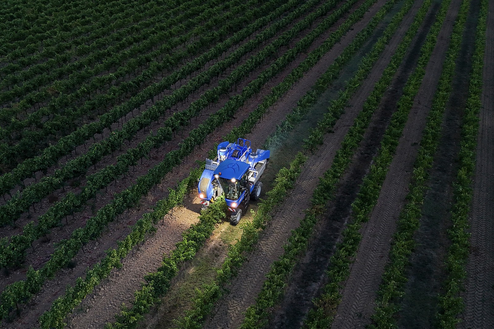 A grape harvester machine, operating in a vineyard