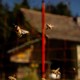 Bees fly around a red pole, with a house and a blue sky out of focus in the background.