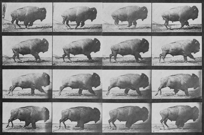 bison