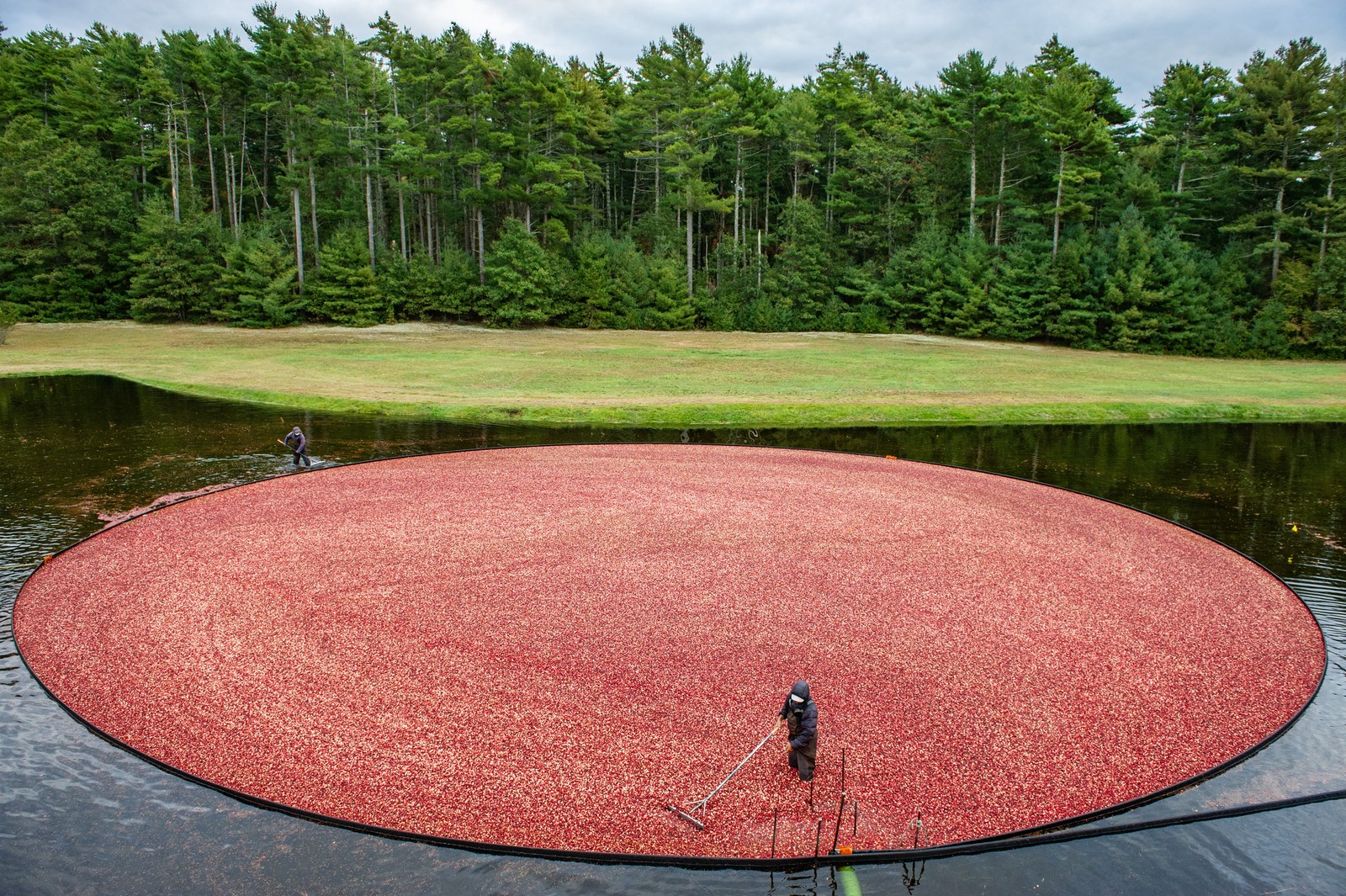 Two workers harvest cranberries in a bog, using flexible booms to corral the floating berries into a circle.