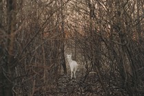 A white deer walking through a row of trees with bare branches looks over its shoulder