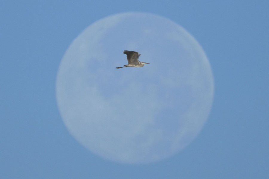 A heron flies in front of the full moon.