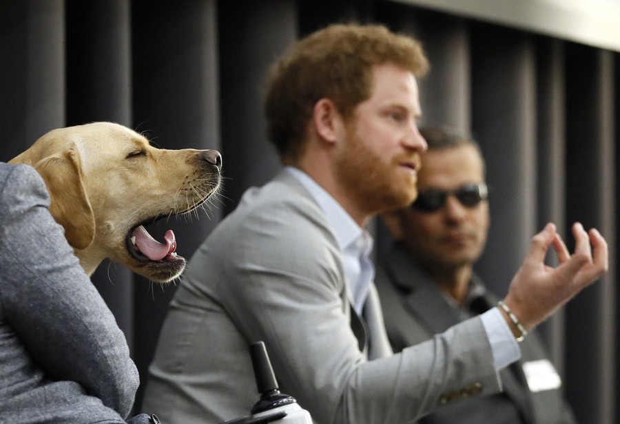 Cooper, an assistance dog belonging to Philip Eaglesham (left), yawns as Britain's Prince Harry leads a panel discussion with former members of the UK and US Armed Forces Ivan Castro (right) and Eaglesham, at King's College in London, on March 16, 2017.