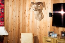 Photo of a flat-panel TV on a wall next to a mounted ram's head