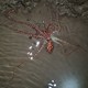 A sand octopus