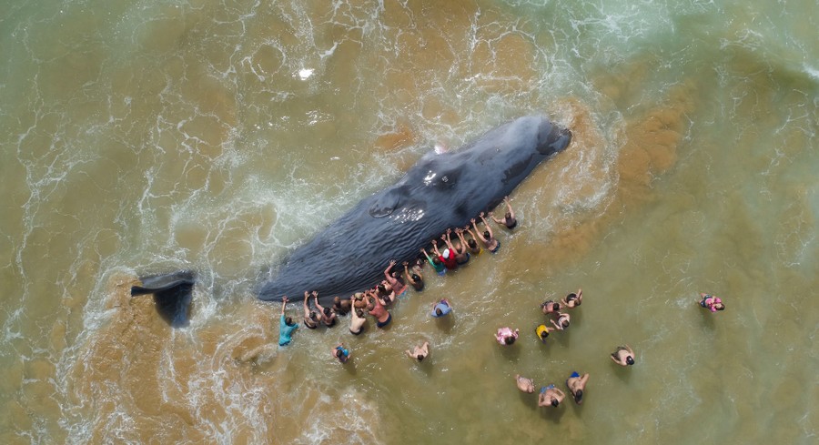 An aerial view of a large whale stranded in shallow water, surrounded by people trying to push it into deeper water