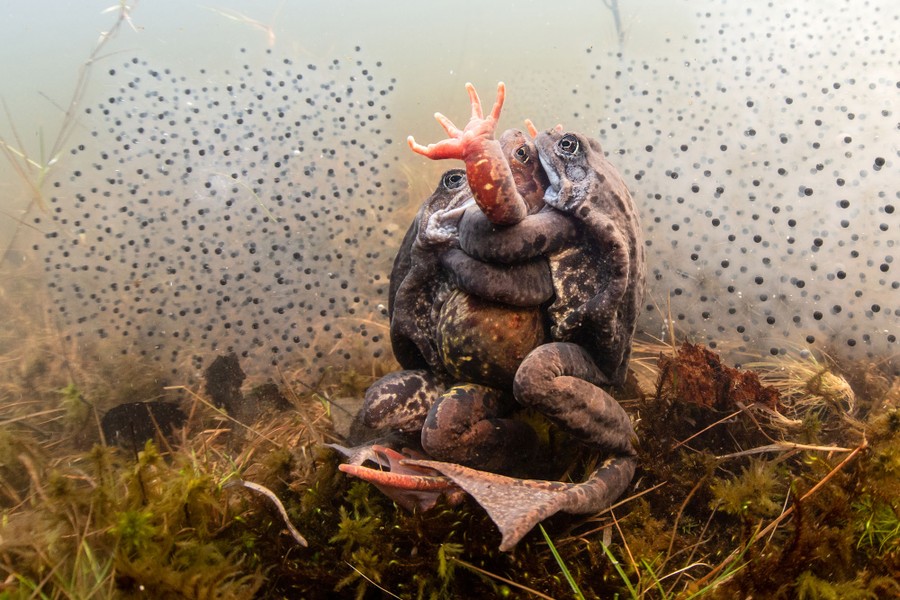 Three frogs embrace underwater, amid several clutches of eggs.