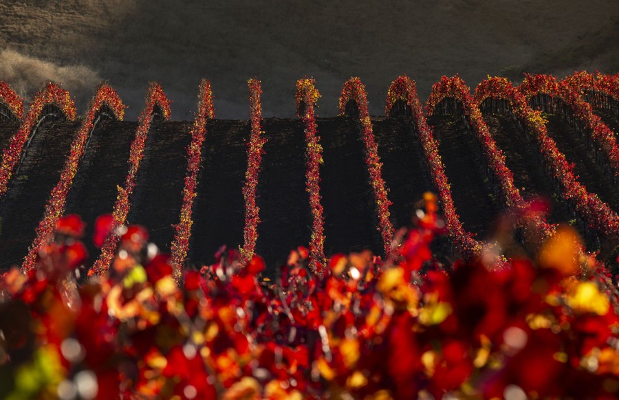 Rows of grape vines with red and orange leaves