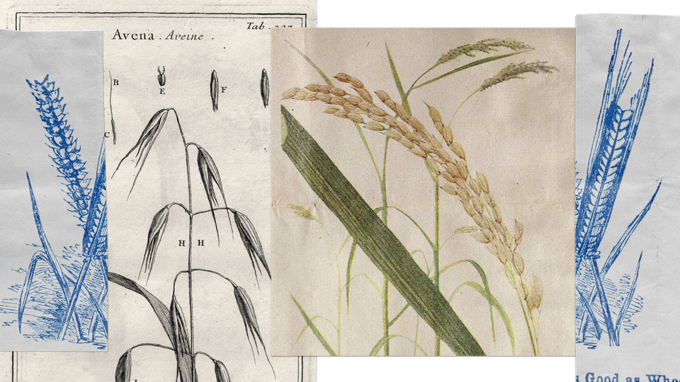 a collage showing vintage illustrations of wheat, rice and oat crops