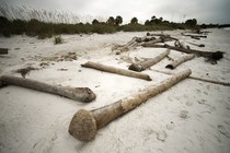 Dead palm trees on a beach