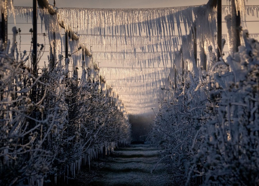 An orchard stands covered in ice and icicles.
