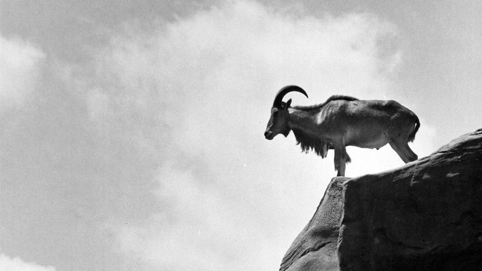 An aoudad stands alone on a cliff.