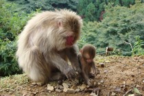 Wild macaque monkeys have made rock-playing a part of their daily routines and a cornerstone of their culture. Here, a youngster learns rock basics.