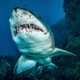 A shark bares its teeth, swimming next to a coral reef.