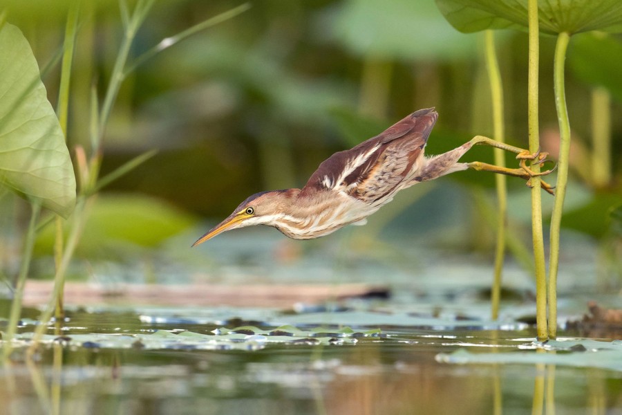 The 2020 Audubon Photography Awards - The Atlantic