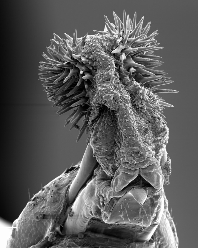 a seed beetle penis