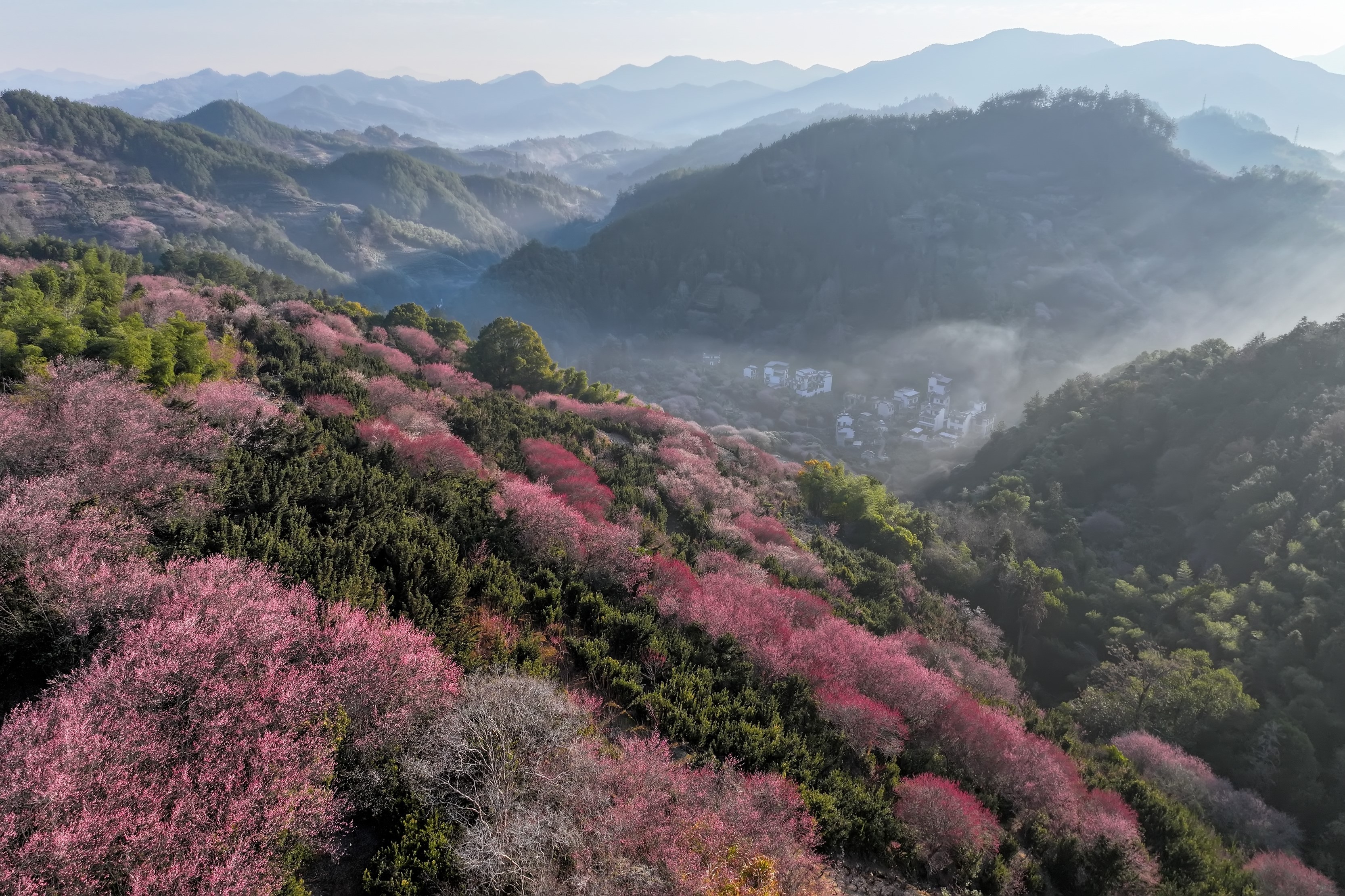 An aerial photo shows plum blossoms on a hillside above a village.
