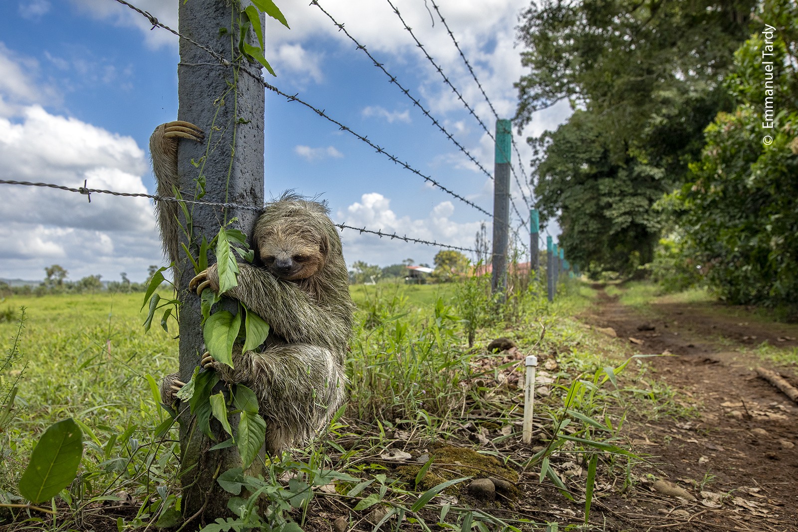 A sloth clings tightly to a barbed wire fence post beside a dirt road.