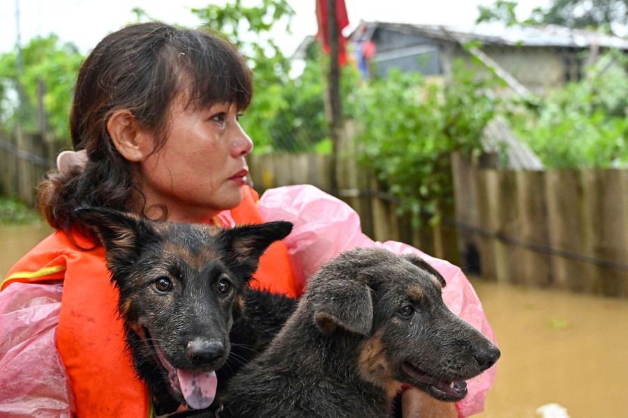 A person in a life jacket holds on to two dogs in a flooded area.
