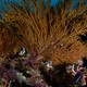 Soft coral, or Gorgonians, on a reef at the Sea of Cortez, in Baja California, Mexico