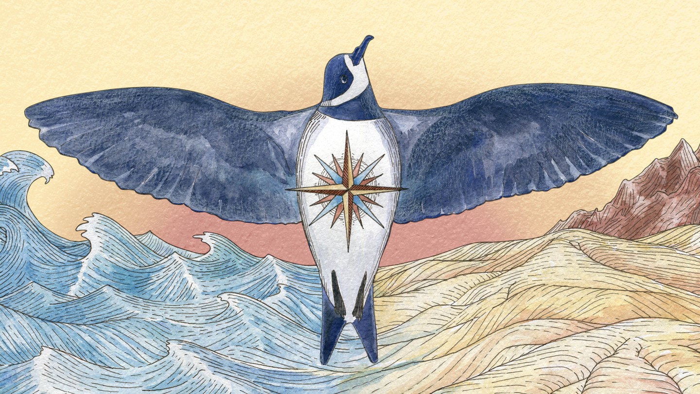 An illustration of a ringed storm petrel with its wings spread over both desert and sea