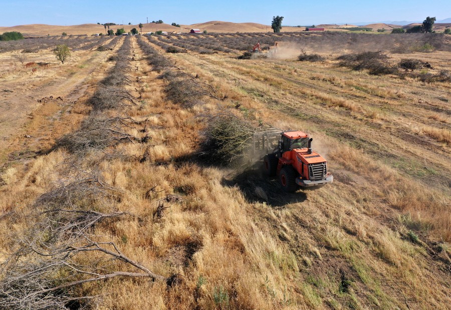 Farm machinery is used to remove hundreds of toppled almond trees.
