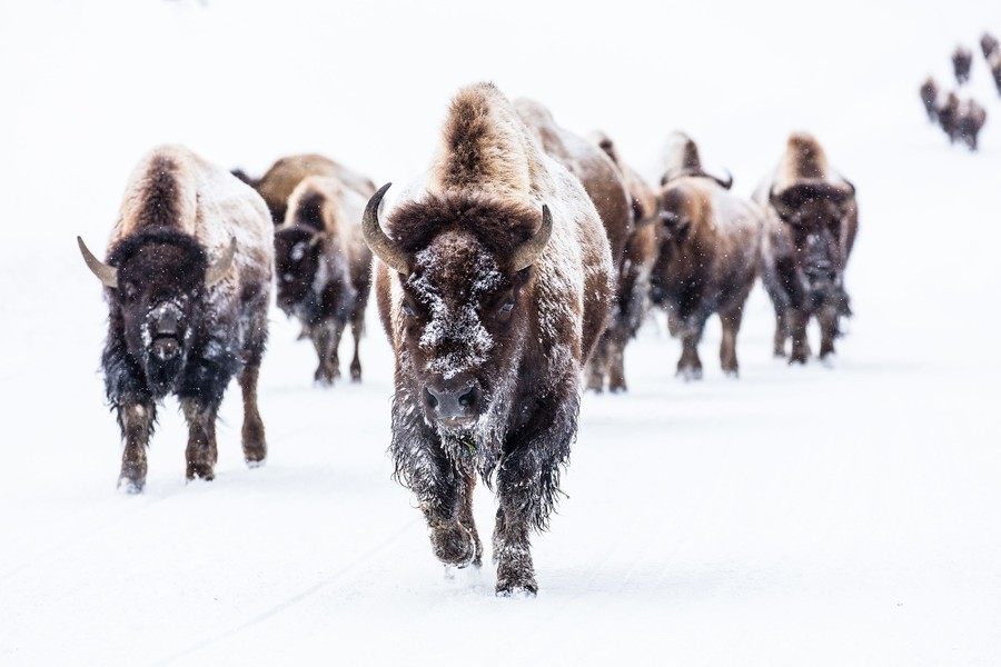 A Photo Trip Through Yellowstone National Park - The Atlantic