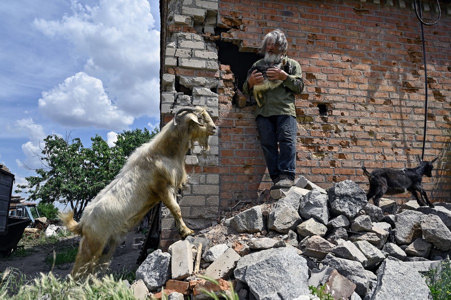 A man stands beside a damaged brick wall, holding a small goat, beside two other goats.