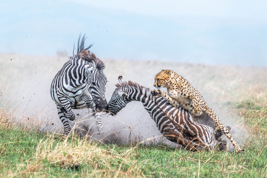 A mother zebra and her foal are attacked by a cheetah.