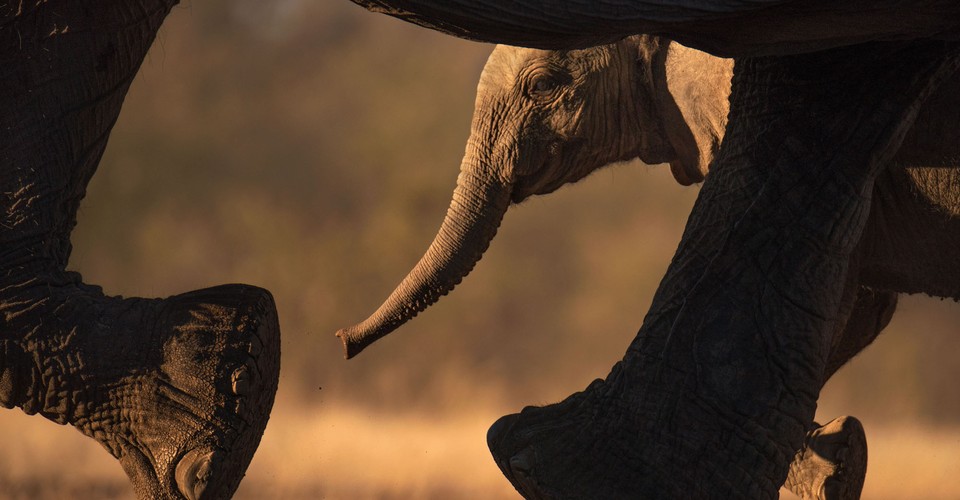 Photos: World Elephant Day 2020 - The Atlantic