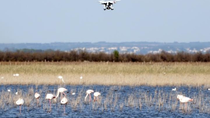 Birds Are Mostly Cool With Drones The Atlantic