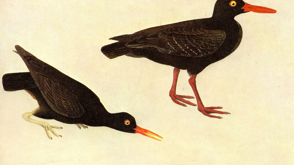 a painting of two birds, with black feathers and orange beaks