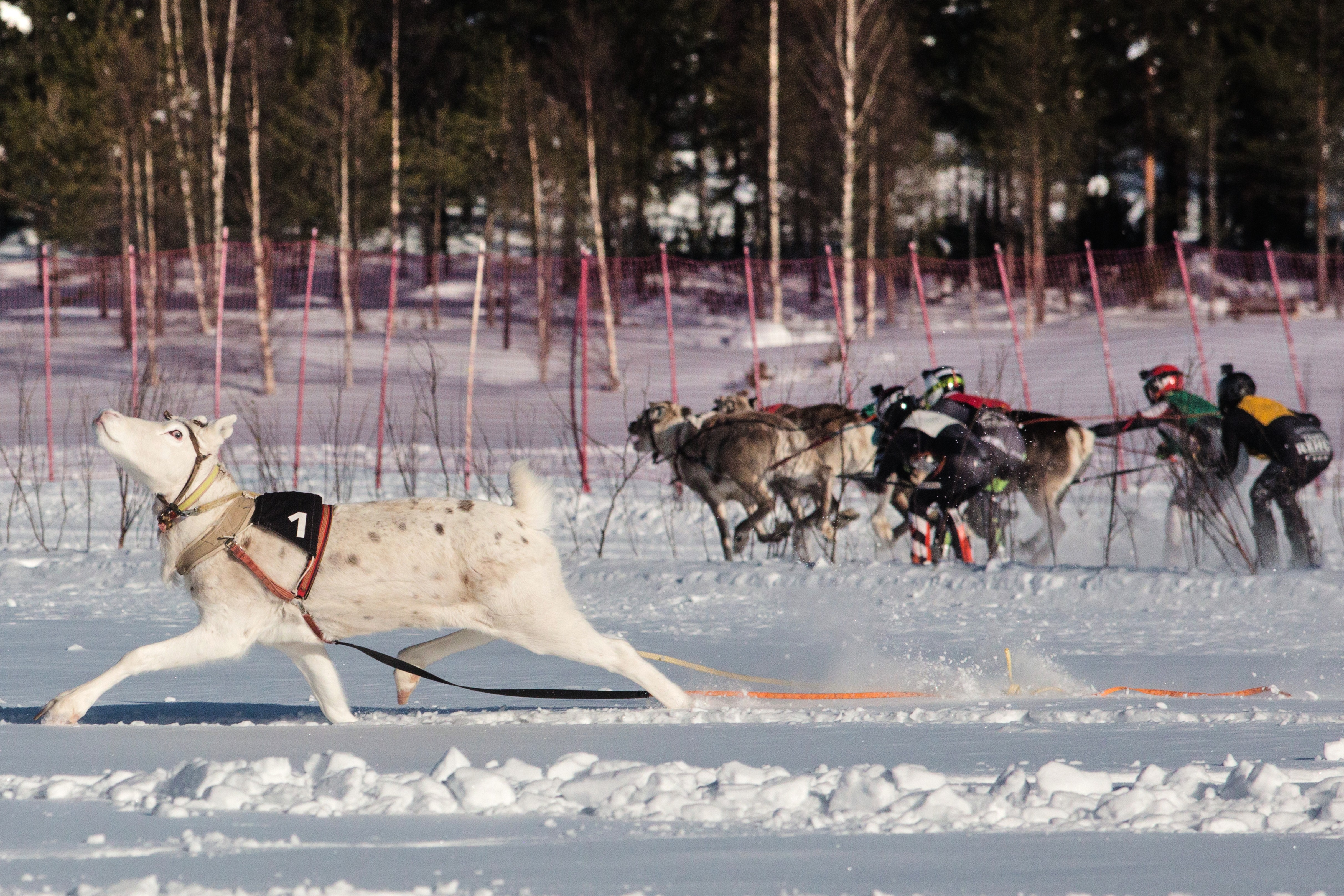A single reindeer breaks away from others during a race event on a snow-covered frozen lake.